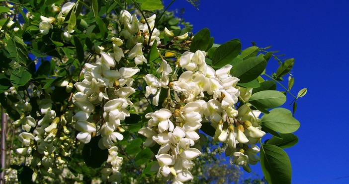 През нощта ще бъде ясно и почти тихо Минималните температури