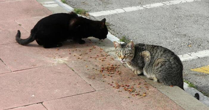 На 5 май неделя от 17 00 ч пред сградата на