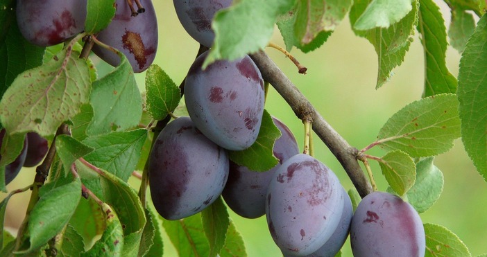 След студовете през април в Добруджа сливите наесен край балчишкото