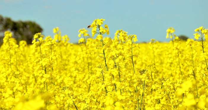 През нощта над цялата страна ще бъде предимно ясно В