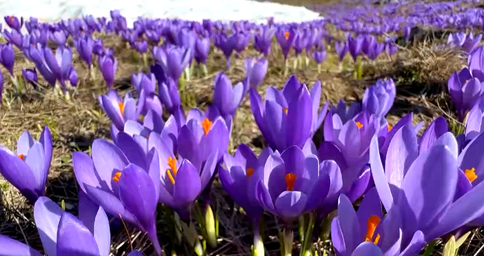 Мая Иванова Кадър Нова ТВПолета с планински минзухари Красотата се