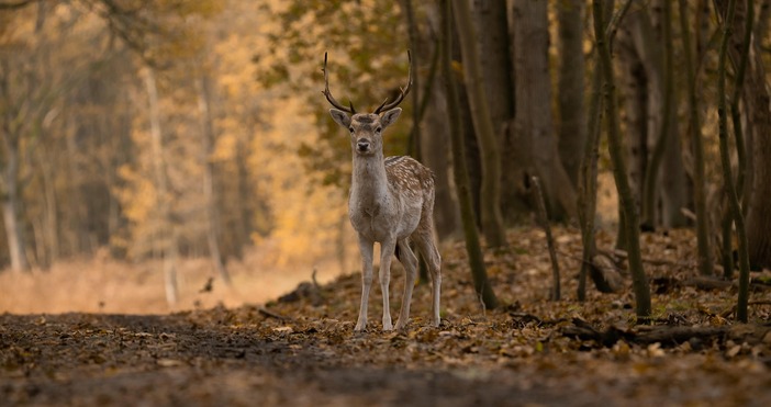 Пролетната таксация на дивеча стопанисван от Сдружение Ловно рибарско дружество –