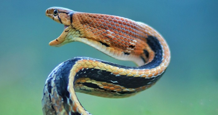 Учени твърдят че кръвта на американски мъж който умишлено си