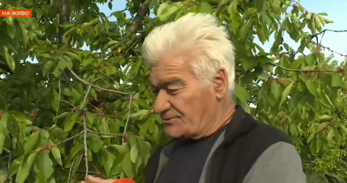 Студът и снегът през март попариха черешовите дървета и на