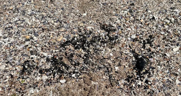 Необичайна гледка край морето наш курортен град Плажната ивица в Поморие е