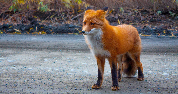 Лисица е пострадала при удар от лек автомобил в местността