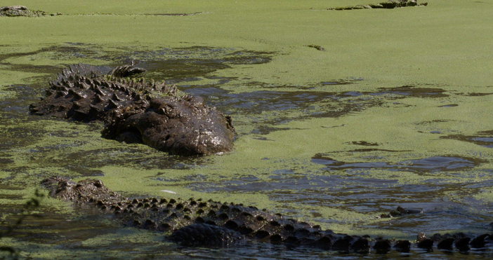 Малък самолет излетял от Боливия е катастрофирал в блато с