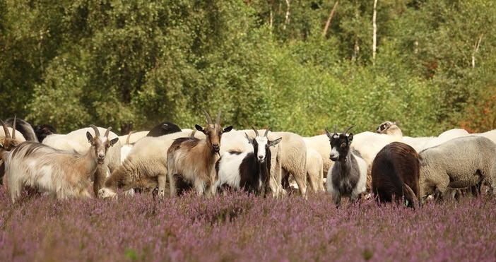 Българската агенция по безопасност на храните БАБХ констатира първично огнище