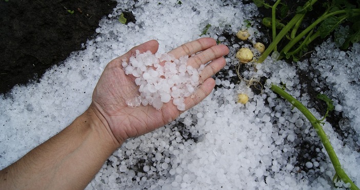 Министерство на земеделието и храните напомня на стопаните чиито насаждения