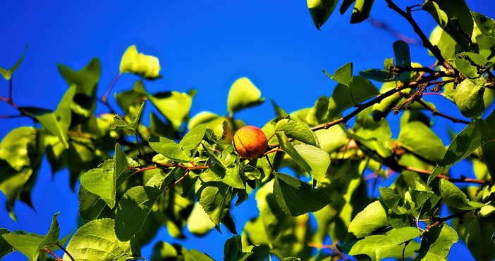 Промените в климата застрашават реколтата от кайсии в БългарияПрез последните