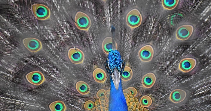 Родопчани се славят като стъпили здраво на земята хора с