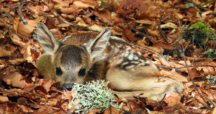 Вече започнаха да се наблюдават малки сърнета и еленчета в