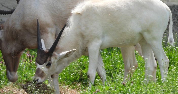 Бебе от критично застрашения вид антилопа адакс отново се роди