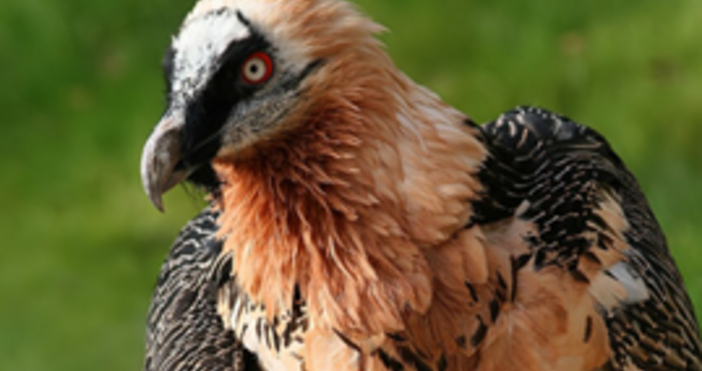 Днес на територията на Природен парк Сините камъни край Сливен