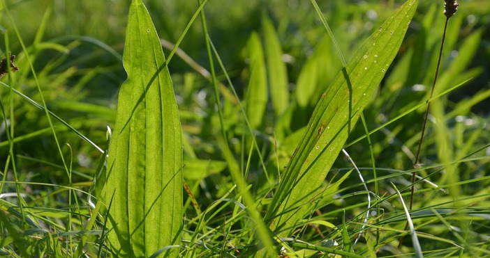 Живовлякът на латински Plantago е многогодишно тревисто растение което е