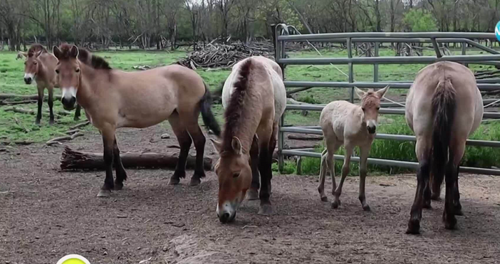 Днес е празник на българските зоопаркове Бебе Карина която се роди
