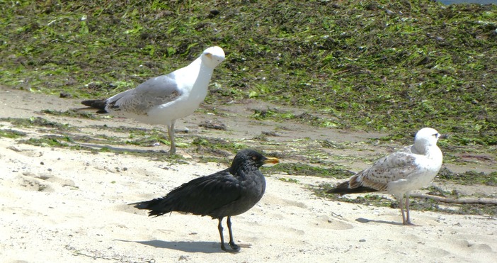 Нещо като бяла лястовица пише гражданин в социалната мрежа който