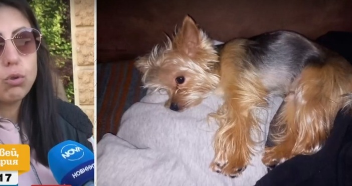 Домашните любимци на бившия футболист са немски овчаркиКученце от породата