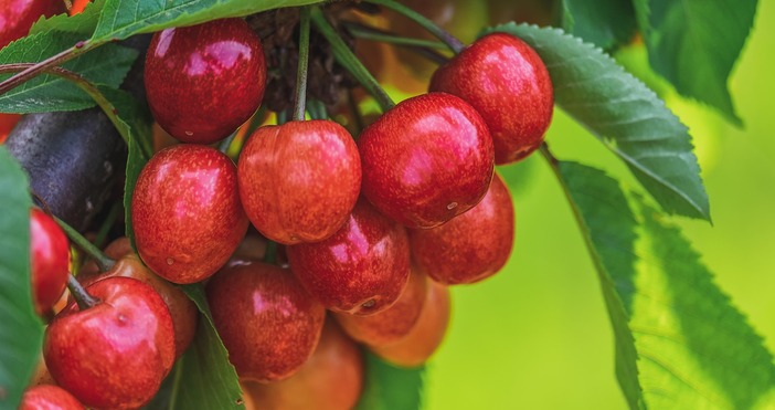 Реколтата от череши за това лято е тотално провалена и