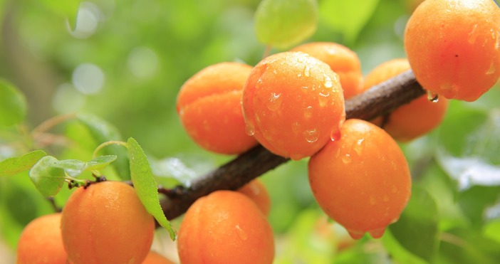 Ниските температури и измръзването в периода февруари началото на