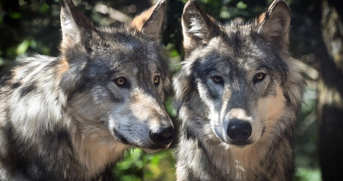 Ловната федерация на Македония и Тракия КОМАТ в Гърция изрази категорично несъгласие