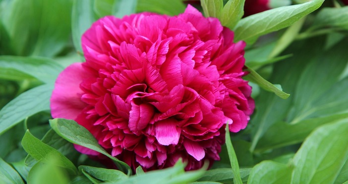 Глоба от близо 13 хиляди евро заплашва онези които откъснат