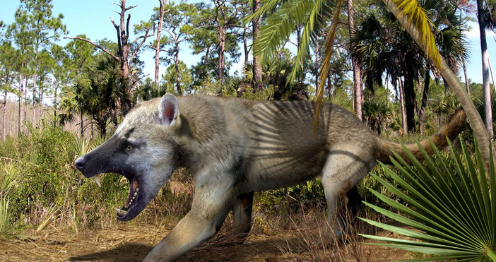 Кучешката мечка е един от най страховитите хищници живели в България Кучешките