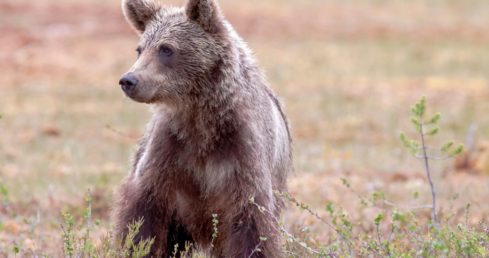 Млада мечка се е опитала вчера да намери храна в
