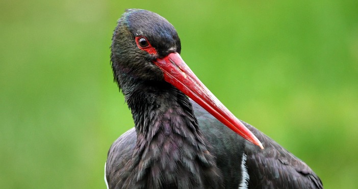 Двойка черни щъркели са забелязани в района между котленските села