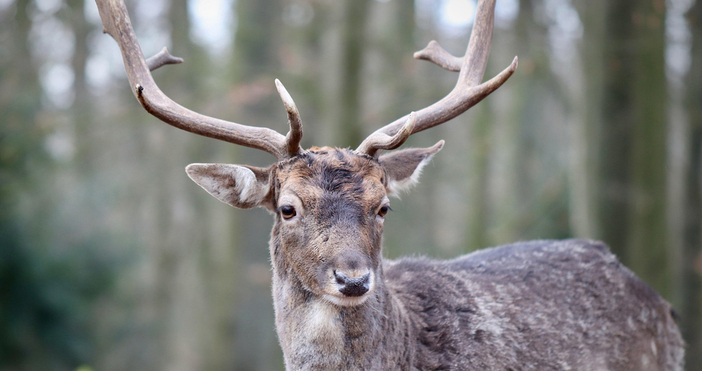 Близо 44 хиляди благородни елена има у нас – това