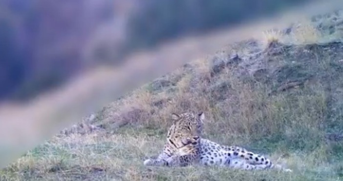 Застрашен вид леопард е бил заснет на свобода в природата