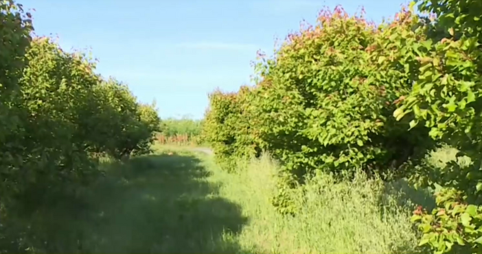 Кадри БНТКризата в родното земеделие се задълбочава След пролетните градушки