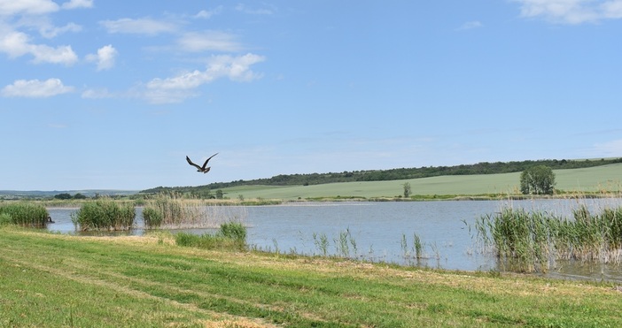 Две птици от вида Орел рибар полетяха отново на свобода