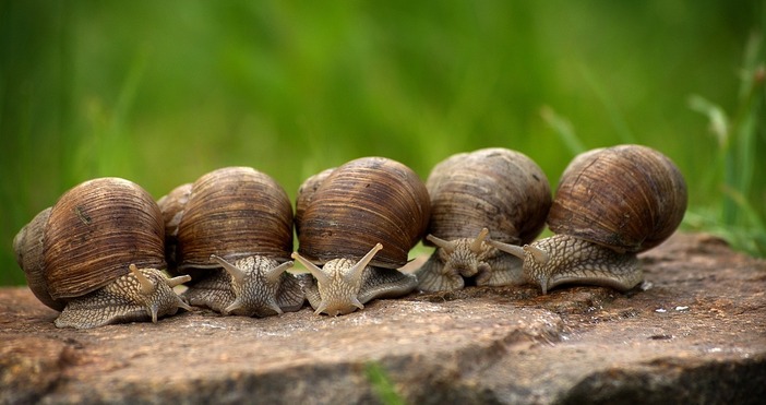 Вместо да ги изхвърляте превърнете ги в полезни добавки за