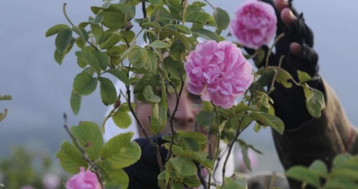 Започна ритуалът розобер в розовите градини край Казанлък съобщиха от
