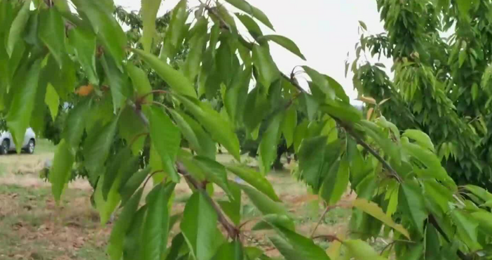 Проблем след проблем за земеделските производители Докато едни се изправиха