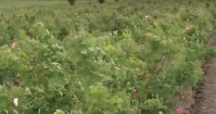 В подбалканския град Гурково розопроизводителите са силно притеснени за състоянието