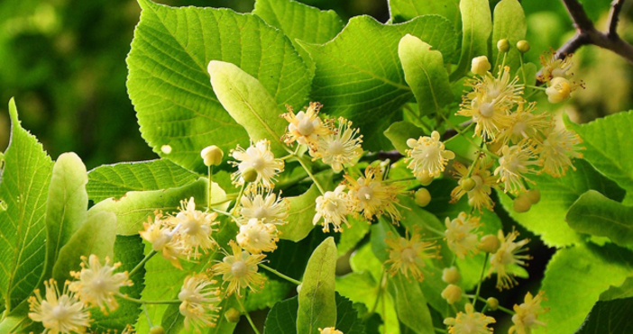 Голямо дърво от вида липа се стовари върху лек автомобил