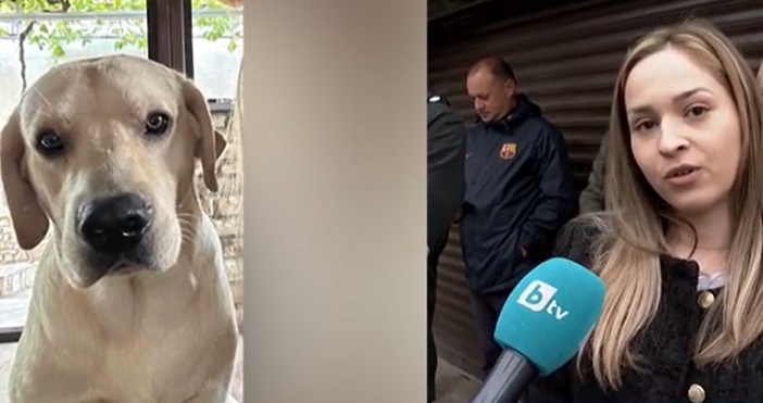 За стрелба по домашни кучета в квартал Речица в Сливен