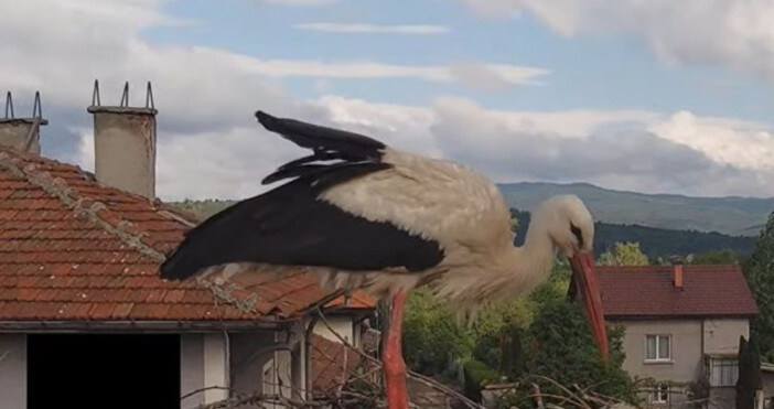 За съжаление и трите малки на семейството бели щъркели от