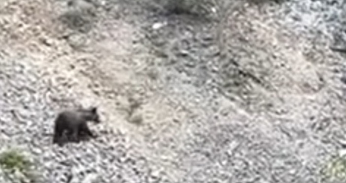 Малко мече броди посред бял ден край село Гьоврен в