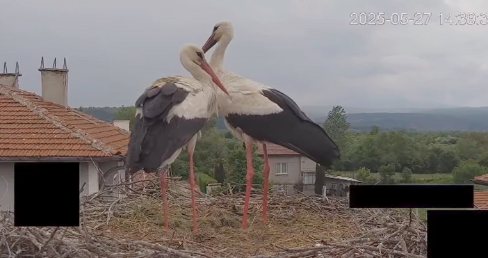 Разбираме емоциите които новината за загиналите малки в гнездото на