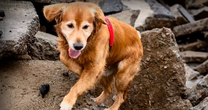 Кадри Нова телевизияПочина легендарното куче Килиан което откри 18 души