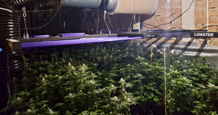 Снимки МВРВисокотехнологична оранжерия с над 240 растения откриха при специализирана