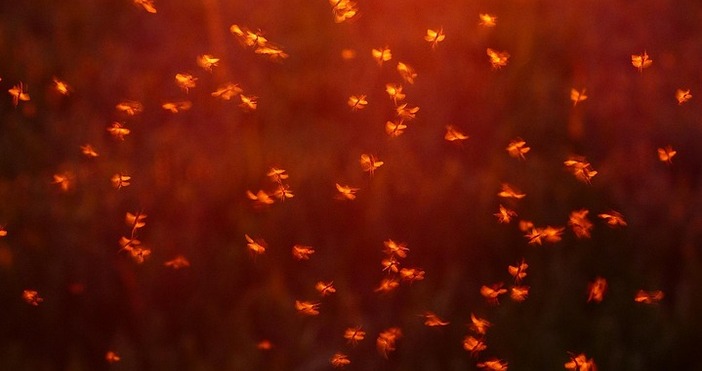 Благоприятните климатични условия и подходящата среда са довели до свръхпопулация