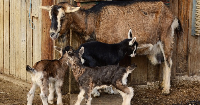 На фона на обезлюдените села в България и намаляващия брой