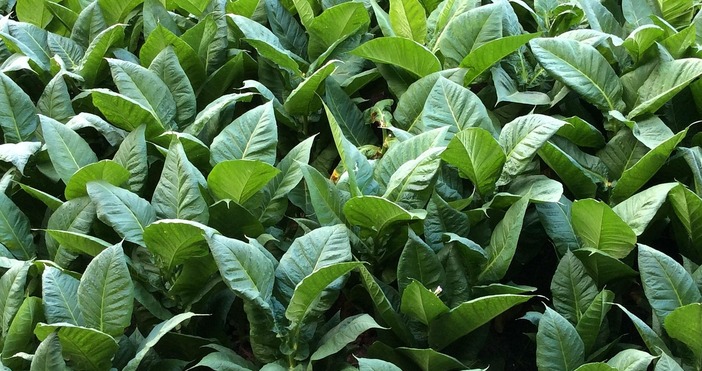 Днес е последния срок в който тютюнопроизводителите могат да се