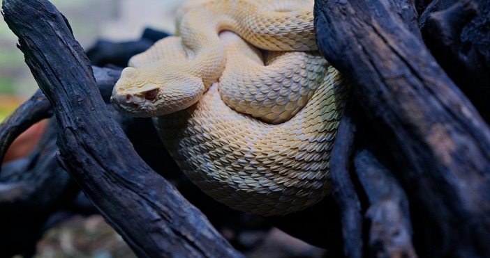 Змия албинос от вида Царевичен смок е намерена от граждани