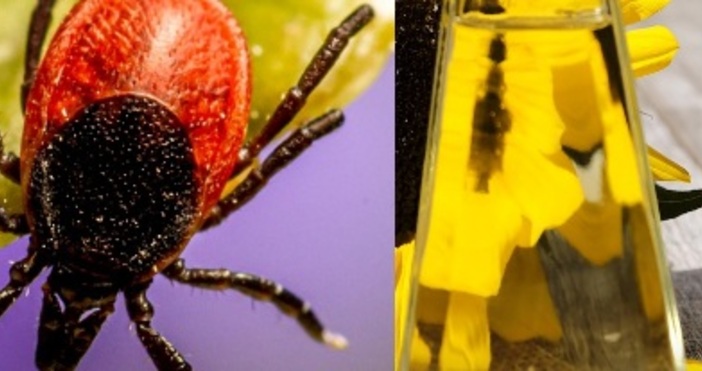 След дъждовете и затоплянето на времето се увеличава броят на