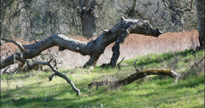 Десет души бяха ранени при падането на голямо дърво във
